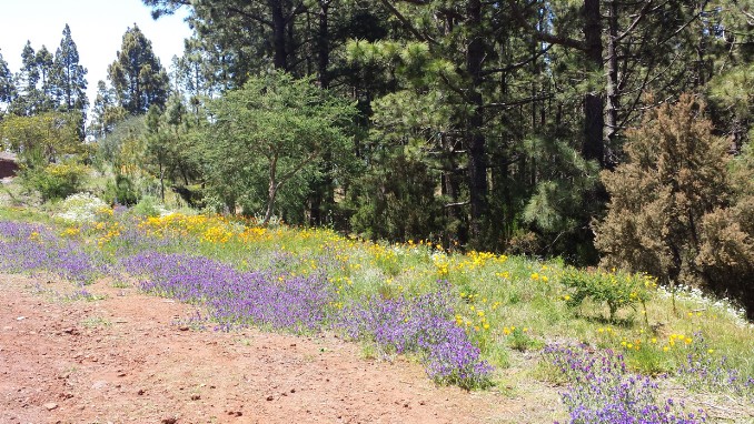 Gemichte Blumenwiese