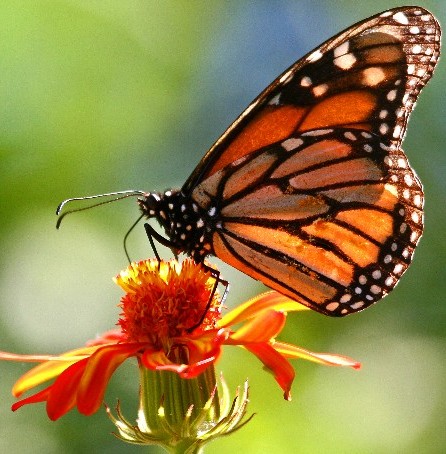 Monarch oder Falter