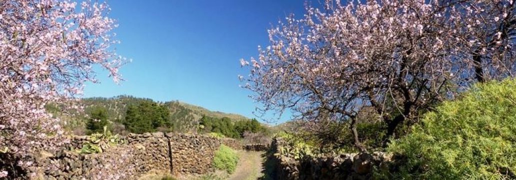 Wandern durch die Mandelblüte auf Teneriffa