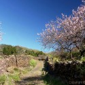 Wandern durch die Mandelblüte auf Teneriffa